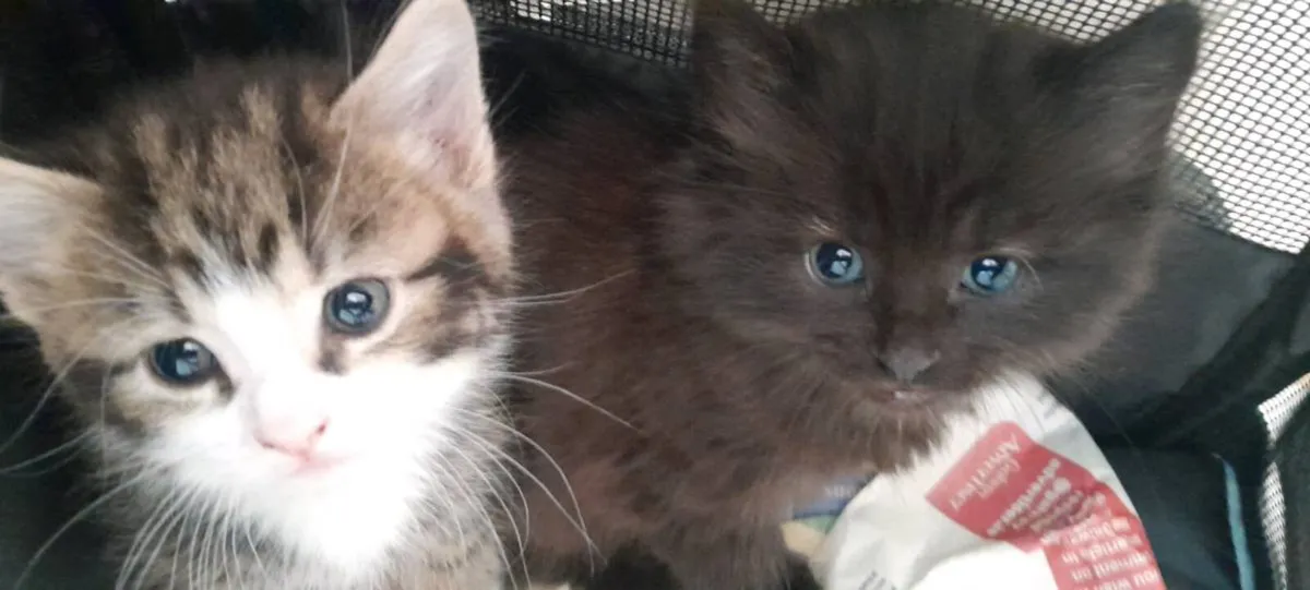 Friendly kittens - Image 1