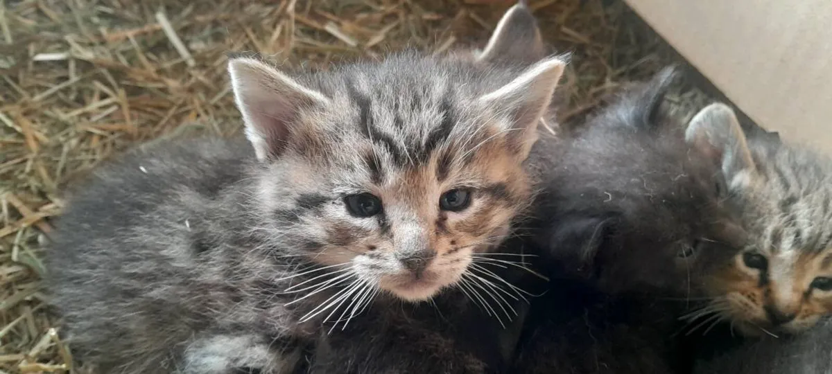 Friendly kittens - Image 4