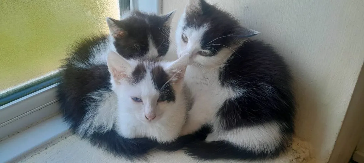 Friendly kittens - Image 2