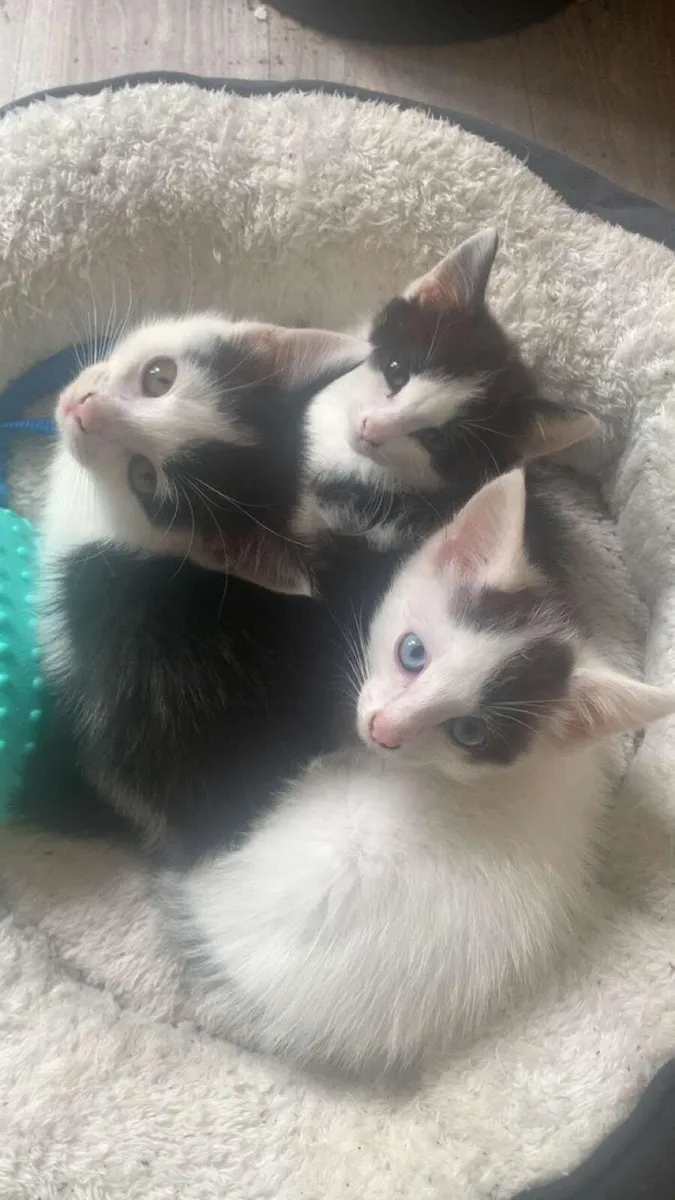 Friendly kittens - Image 3