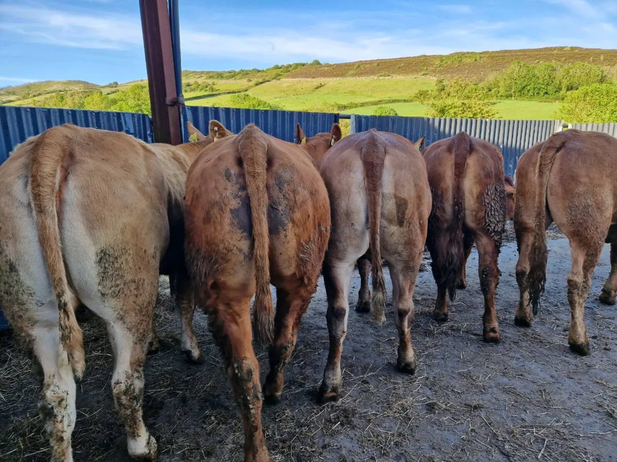 Breeding Heifers 5 star rating - Image 1