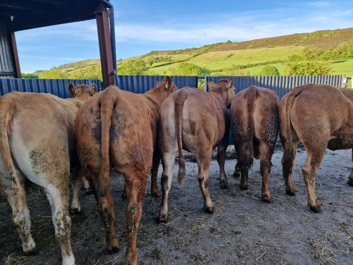 Breeding Heifers 5 star rating - Image 2