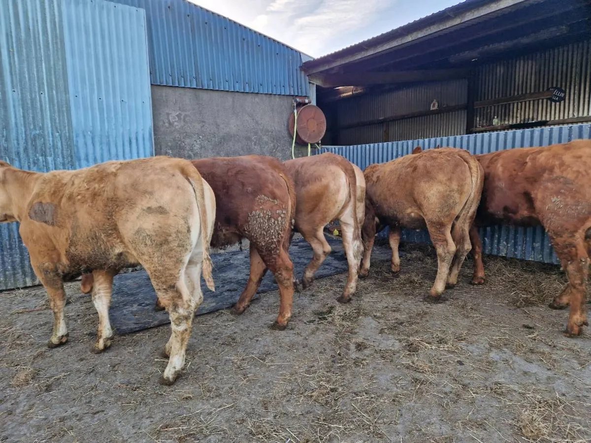 Breeding Heifers 5 star rating - Image 4