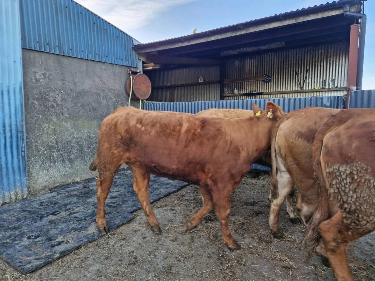 Breeding Heifers 5 star rating - Image 3