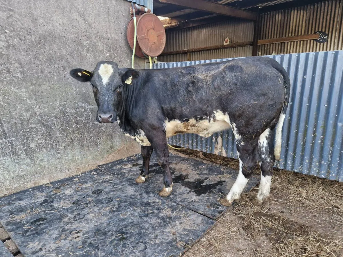 Breeding Heifer - Image 2