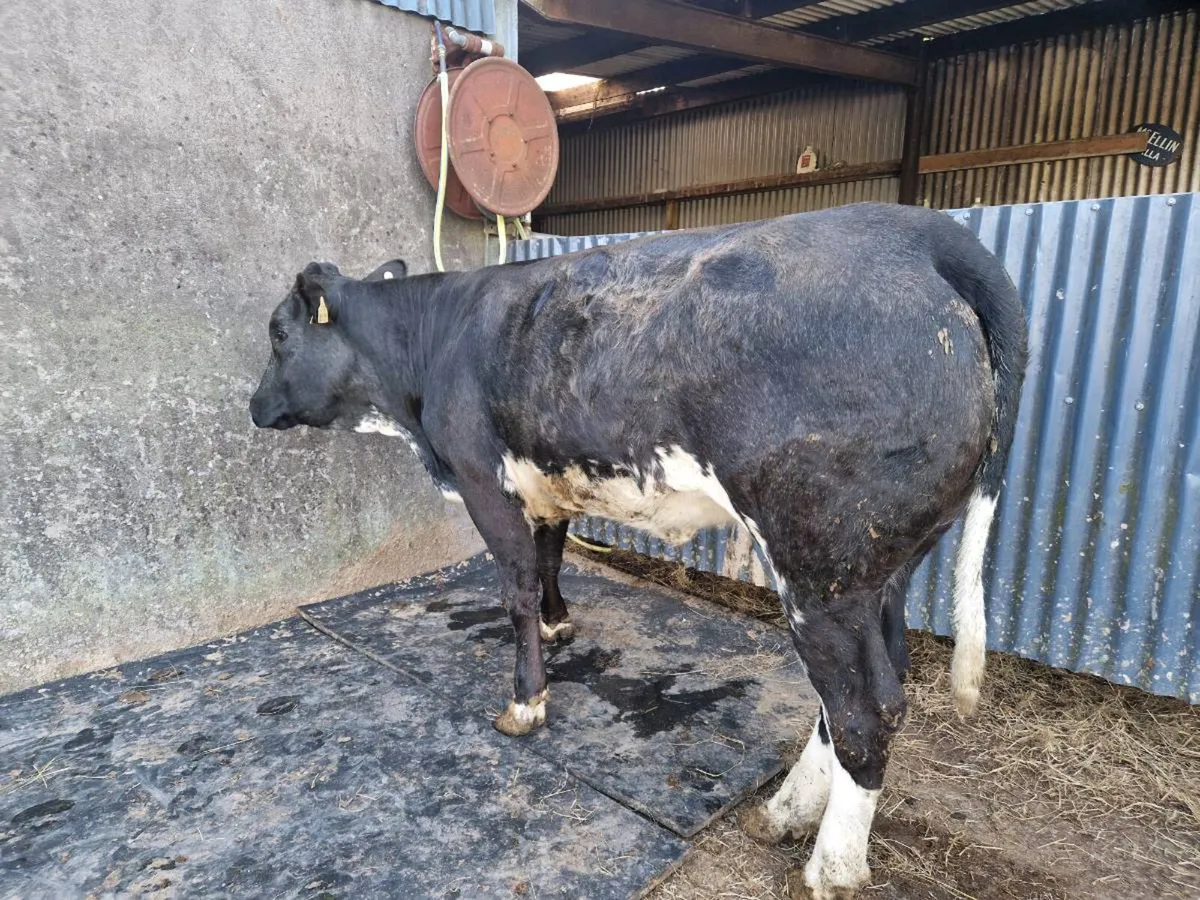 Breeding Heifer - Image 3