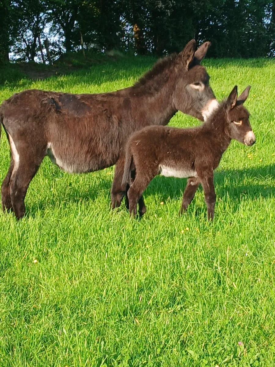 Mare donkey and filly foal - Image 1