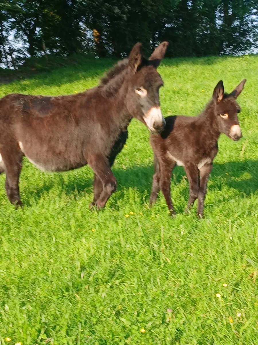 Mare donkey and filly foal - Image 2