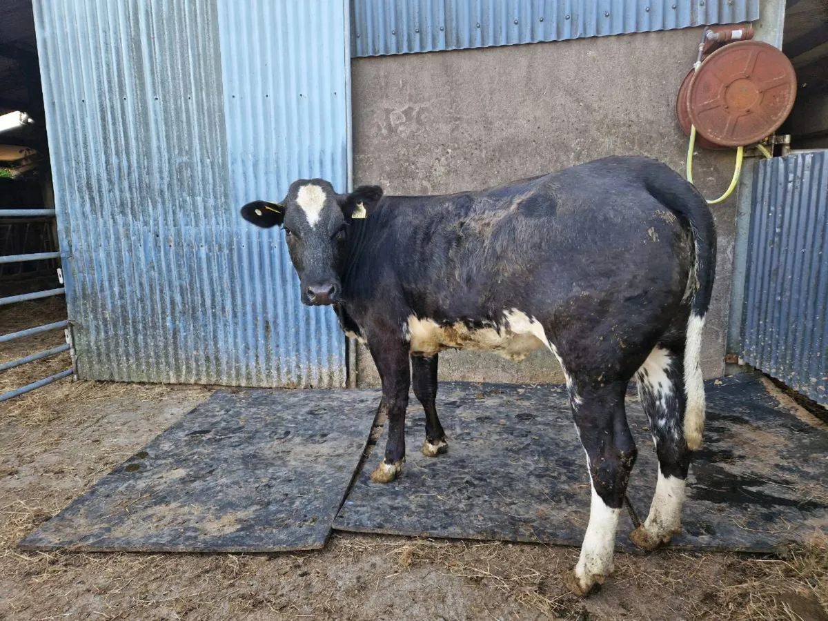 Breeding Heifer - Image 4