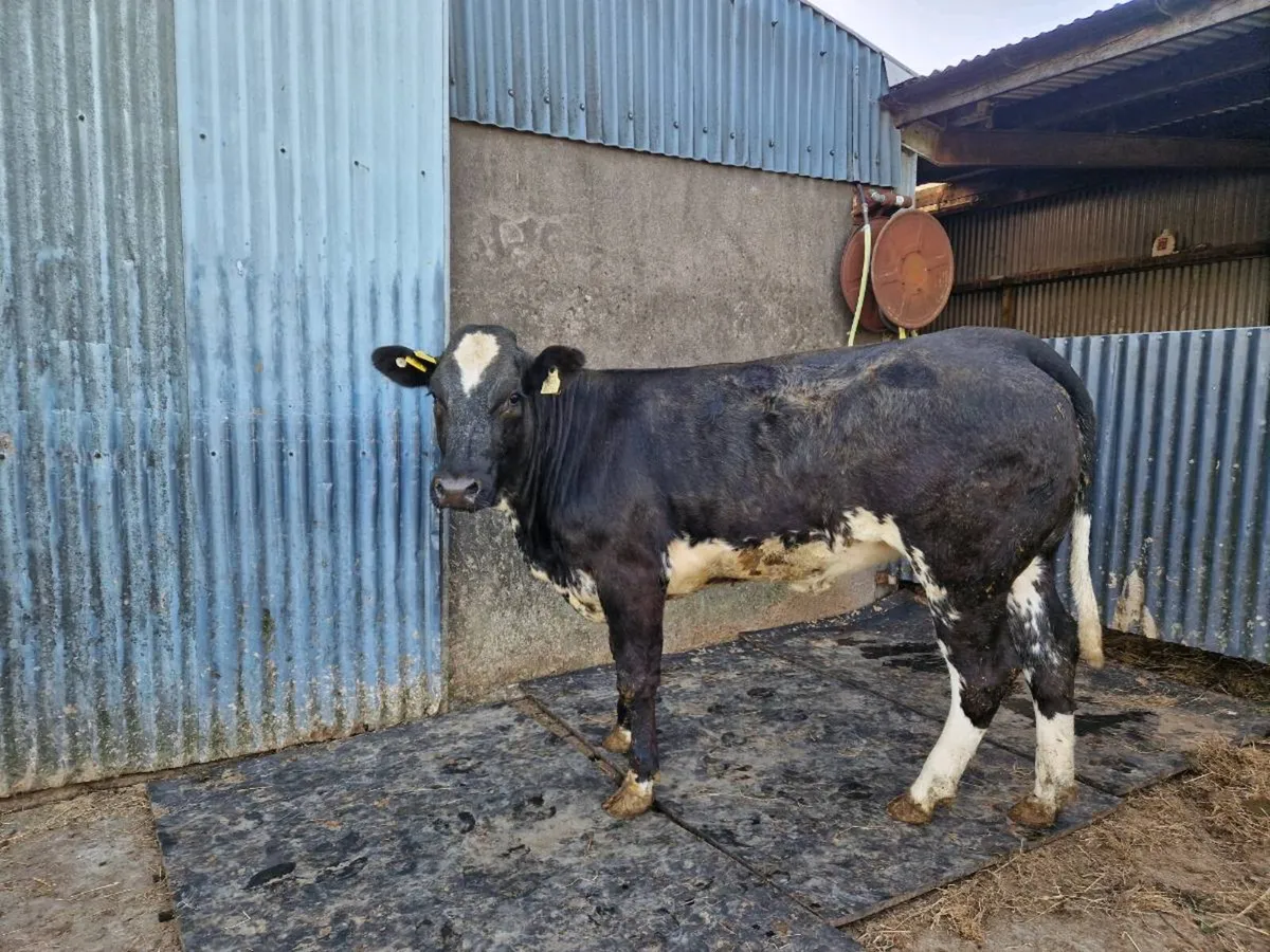Breeding Heifer - Image 1