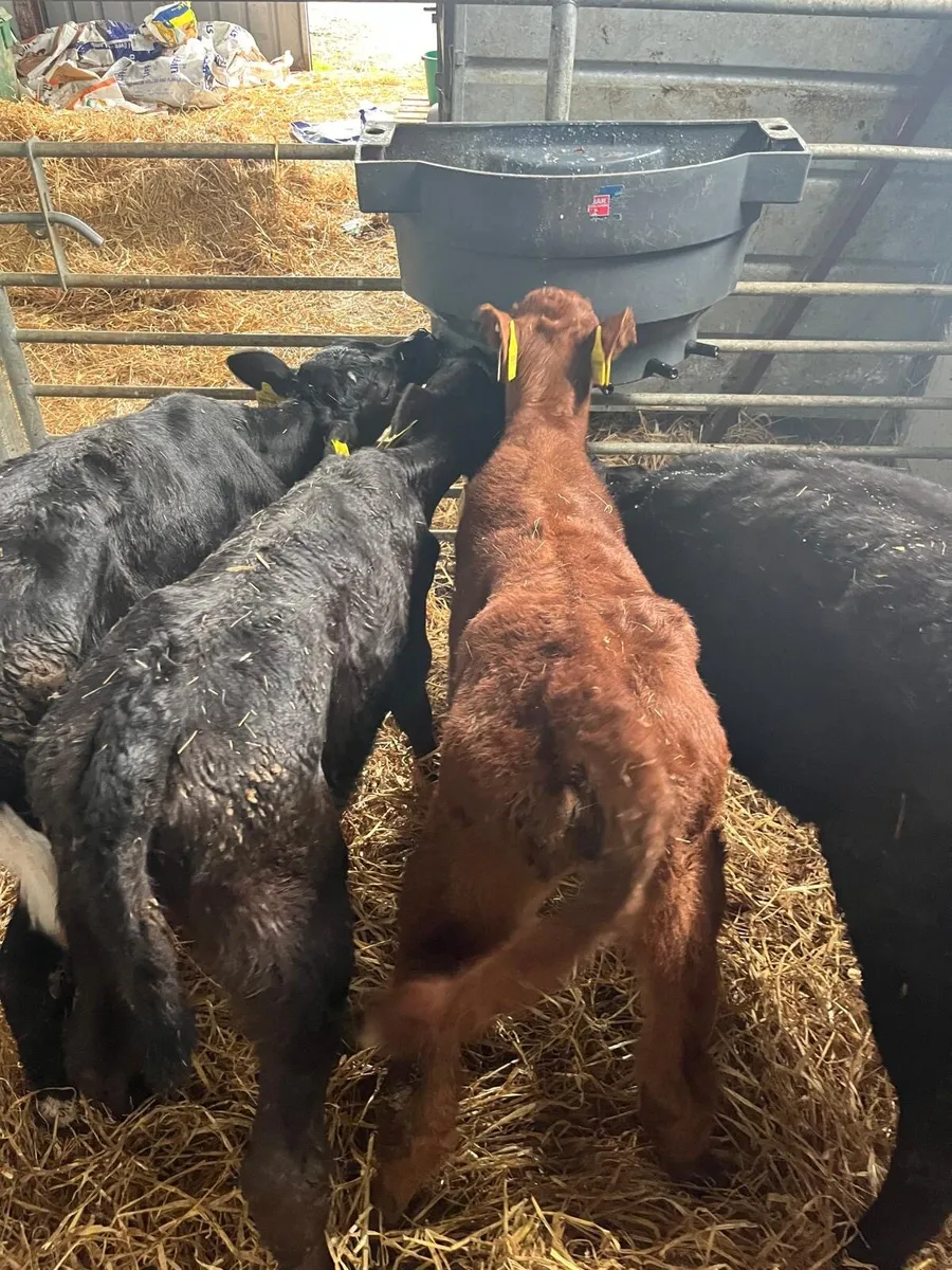 4 suck calves - Image 3