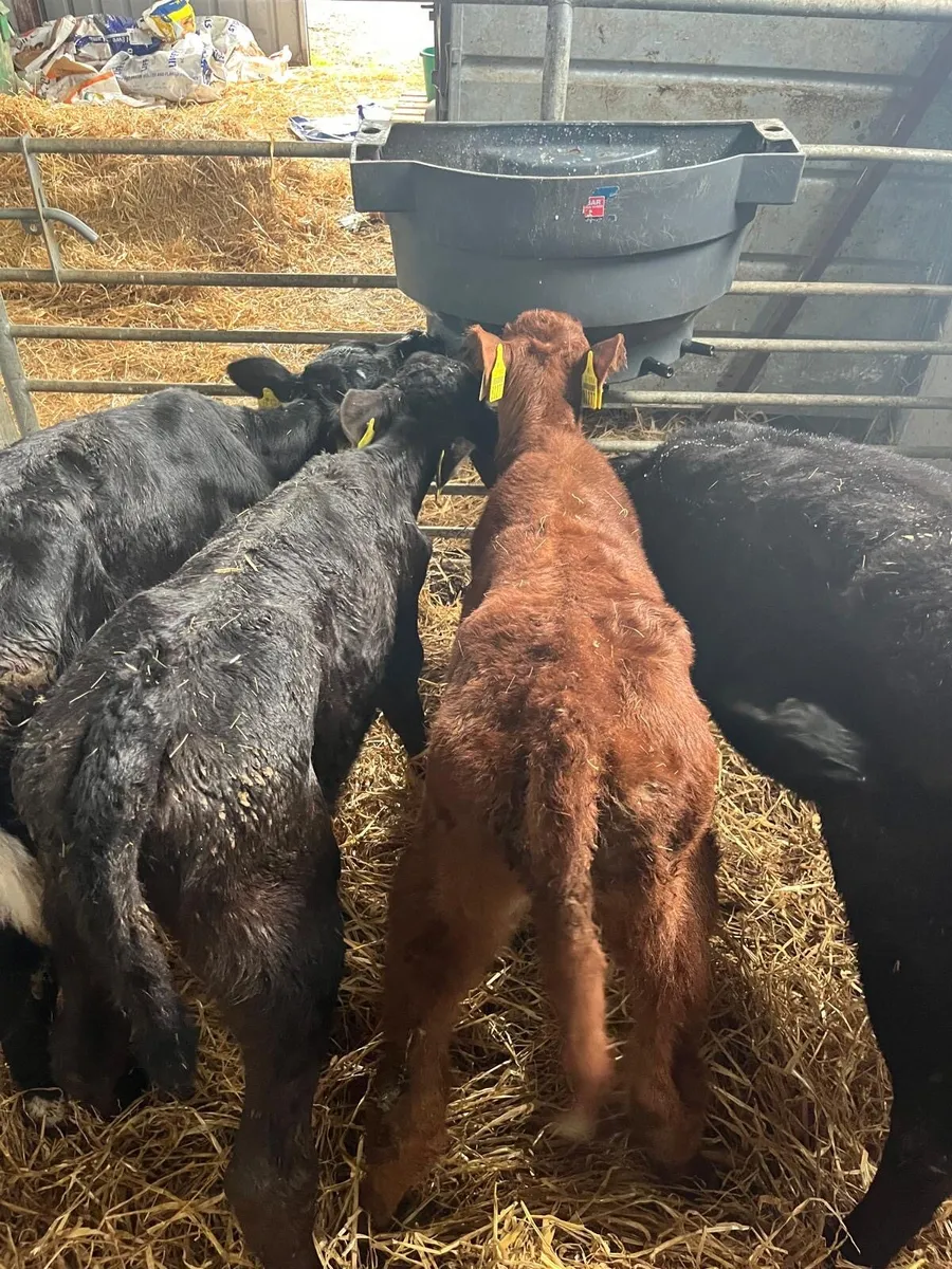 4 suck calves - Image 4
