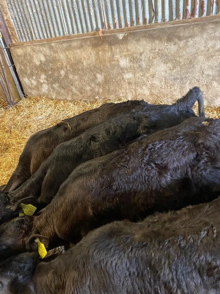 Calves - Image 2