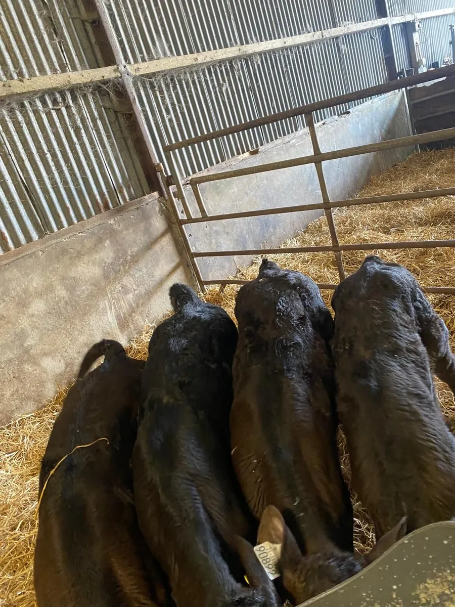 Calves - Image 1