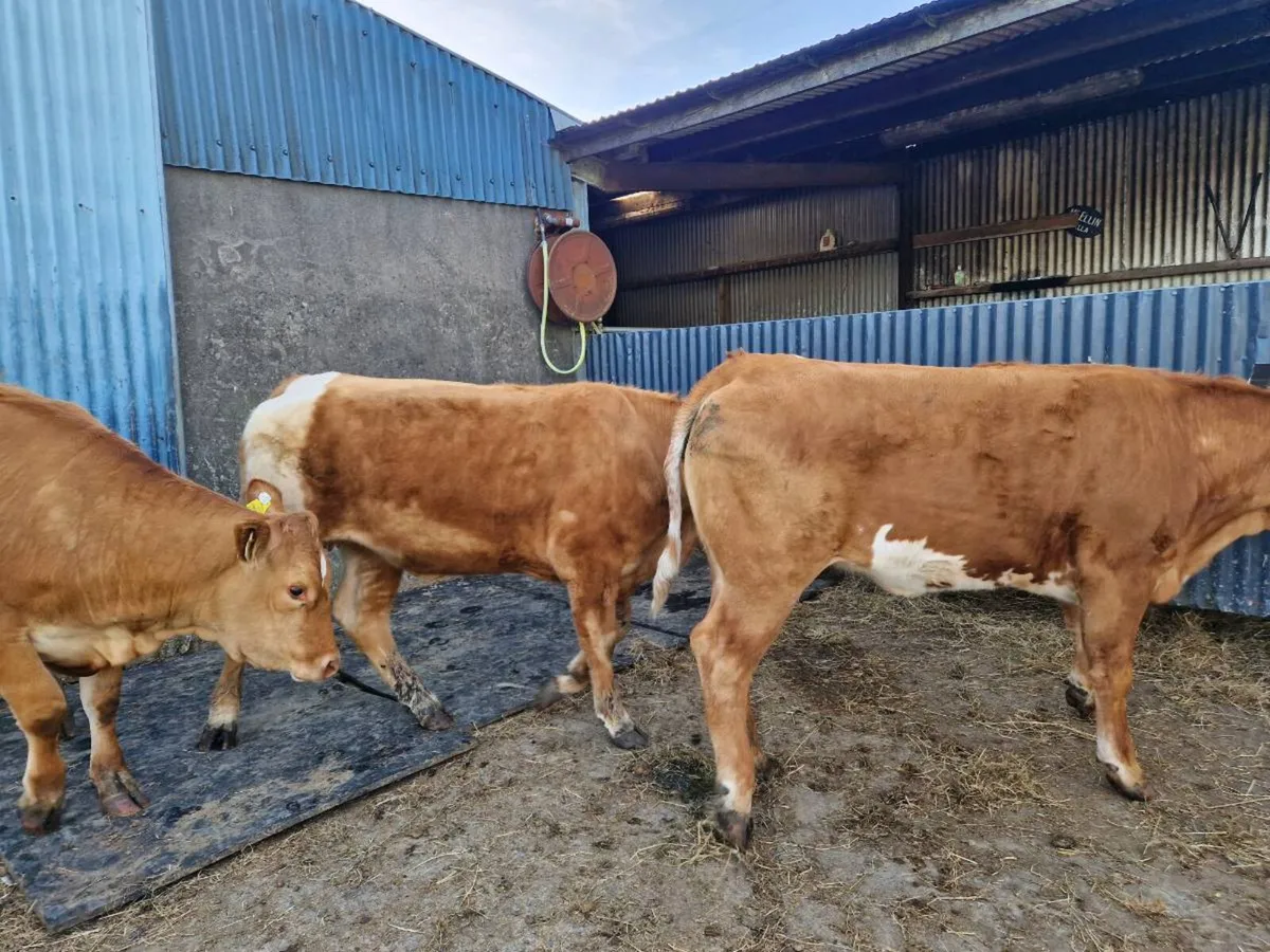 Breeding Heifers 4 star genotype - Image 2