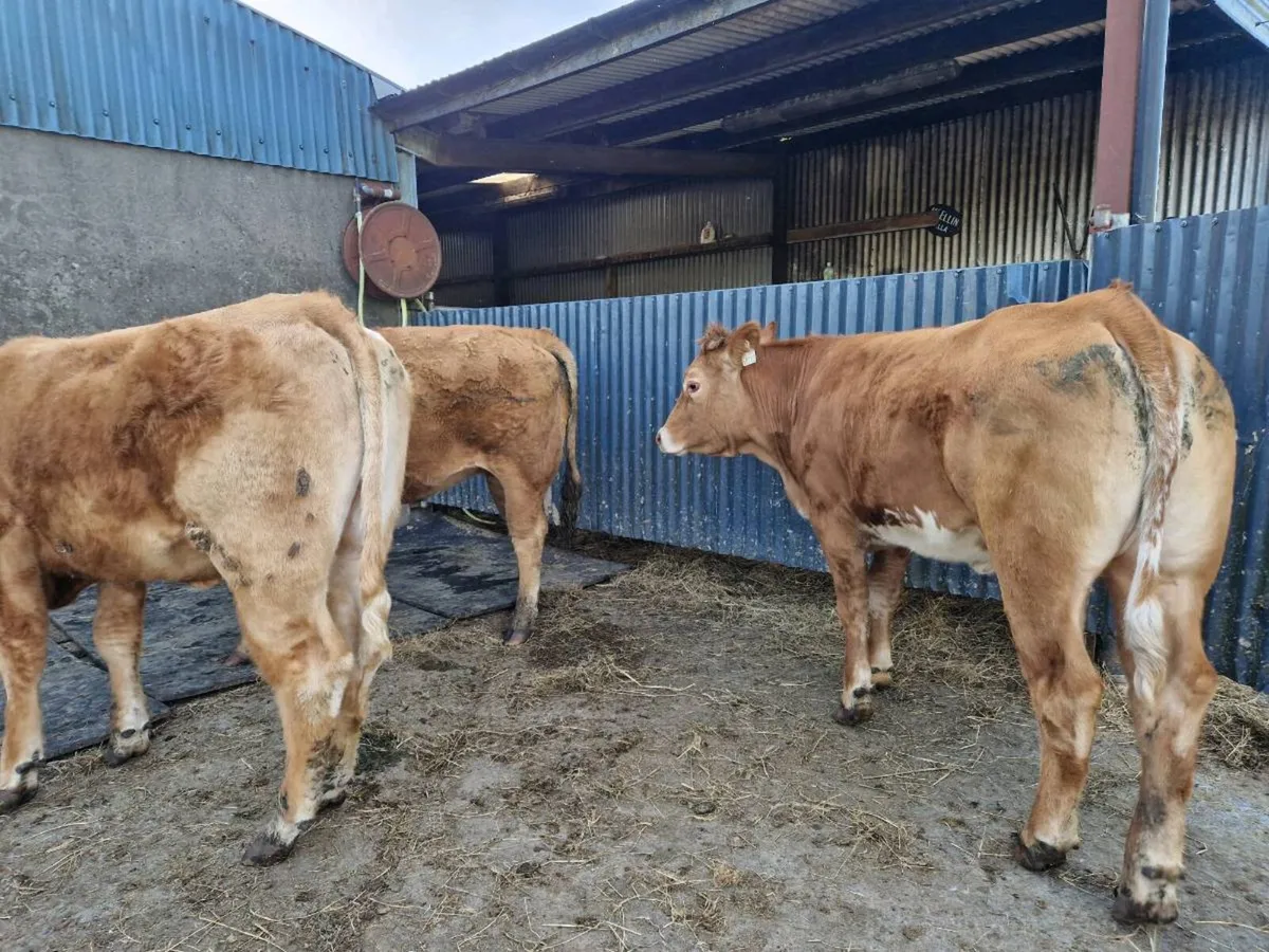 Breeding Heifers 4 star genotype - Image 4