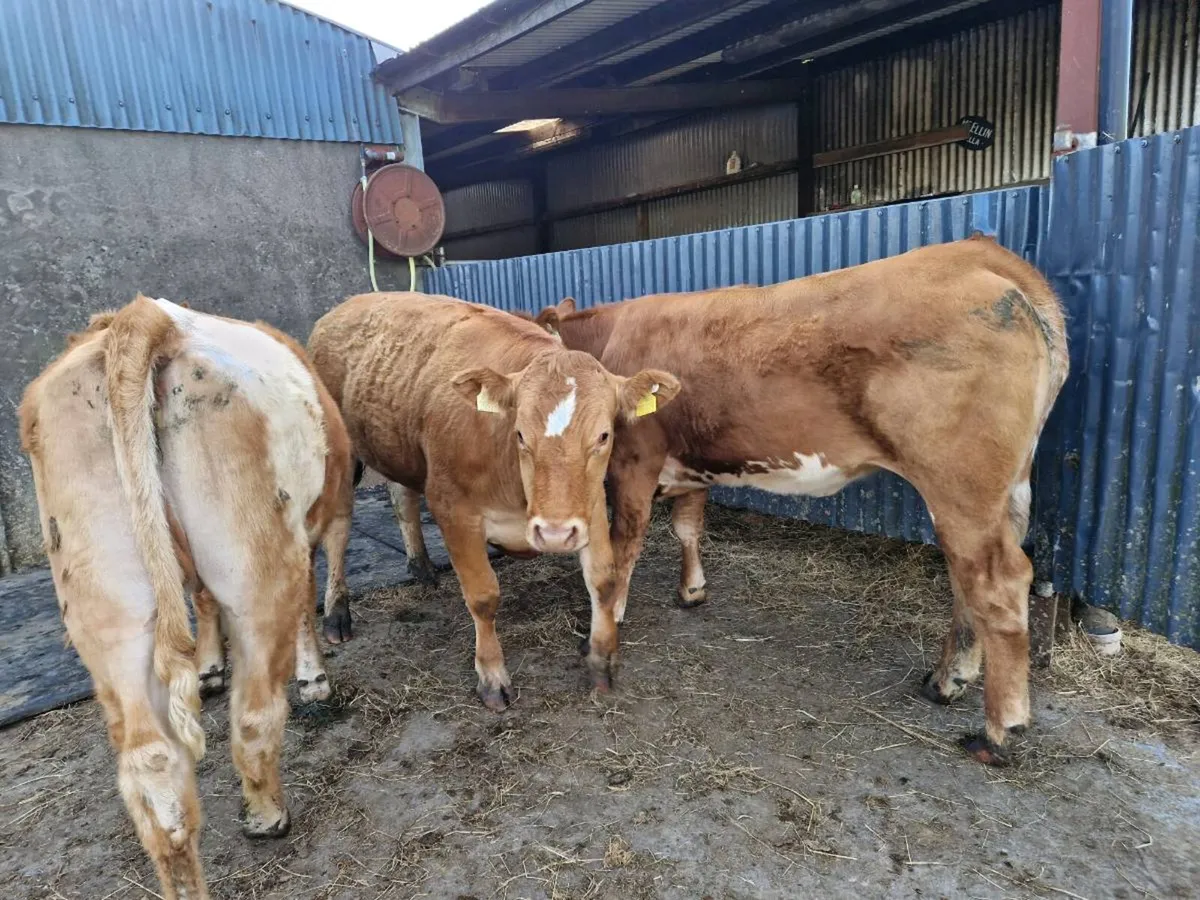 Breeding Heifers 4 star genotype - Image 3