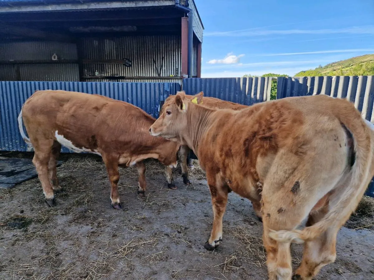 Breeding Heifers 4 star genotype - Image 1