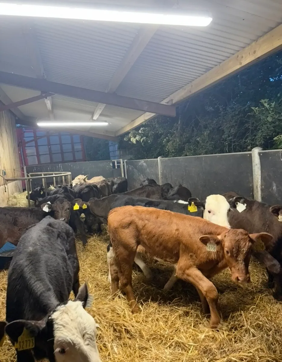 14 super continental bull runners 3 months old🔥 - Image 1