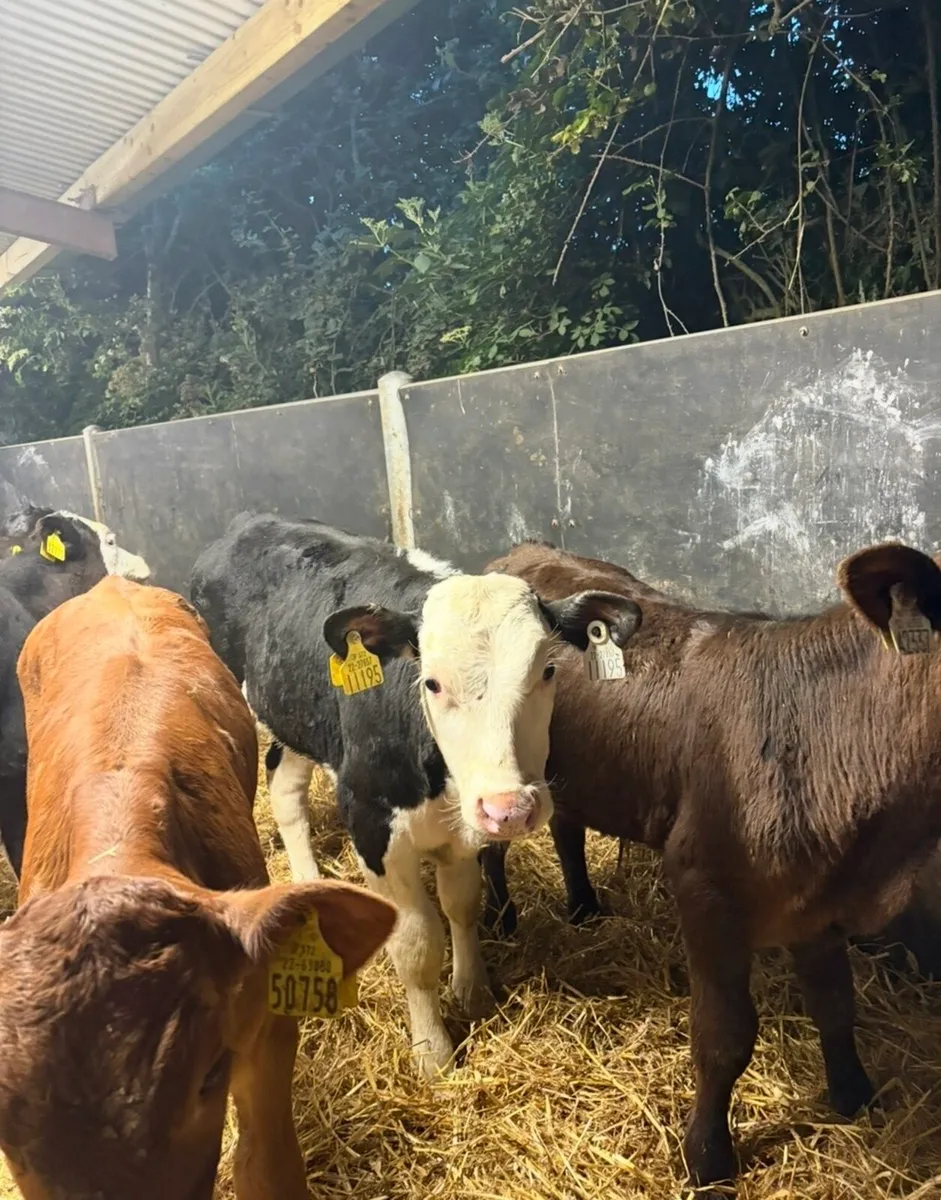 14 super continental bull runners 3 months old🔥 - Image 2