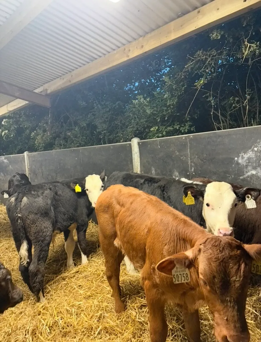 14 super continental bull runners 3 months old🔥 - Image 3