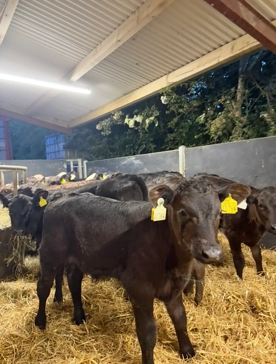 14 super continental bull runners 3 months old🔥 - Image 4