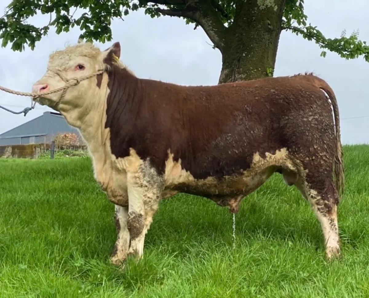 Pedigree Hereford bulls - Image 1
