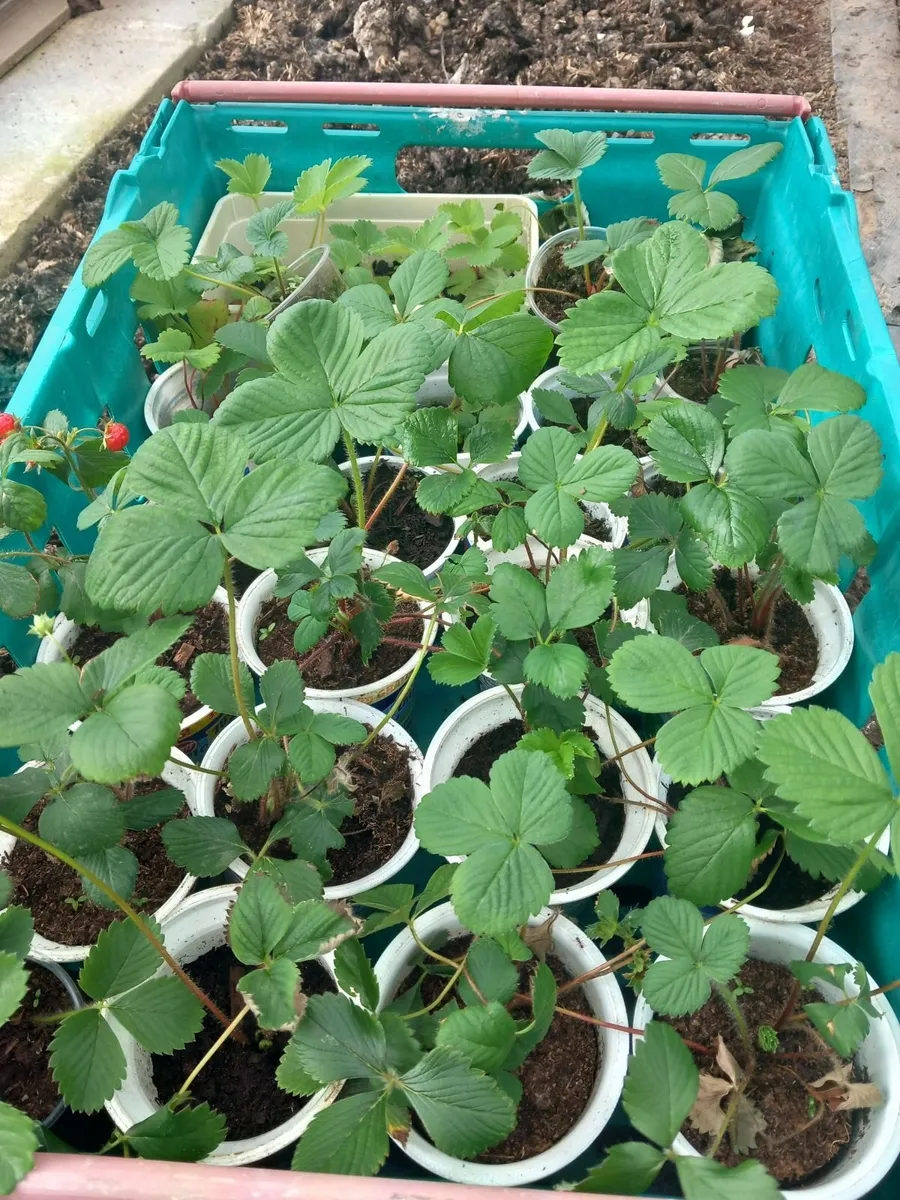 Tomatoe strawberry plants - Image 1