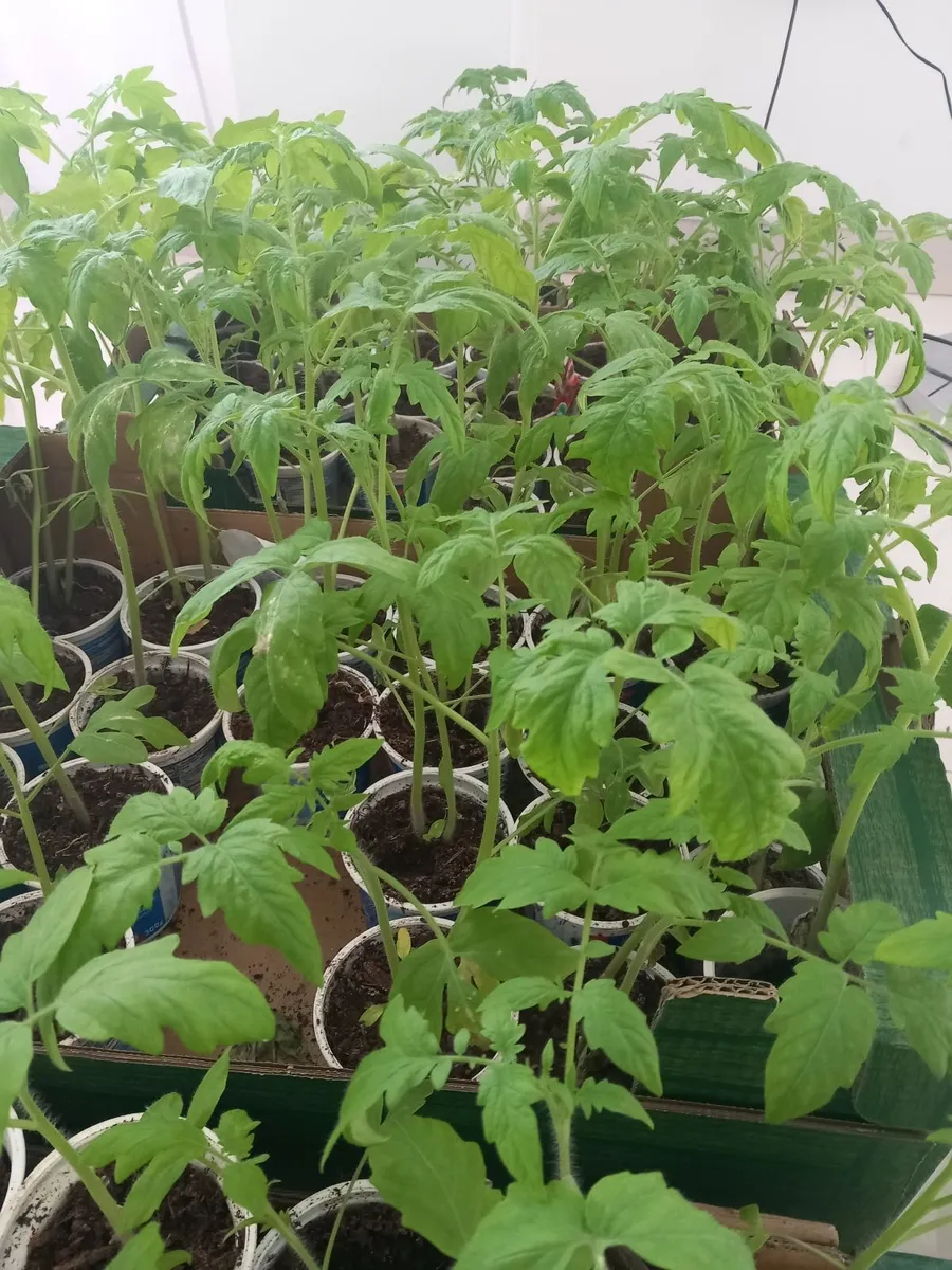 Tomatoe strawberry plants - Image 3