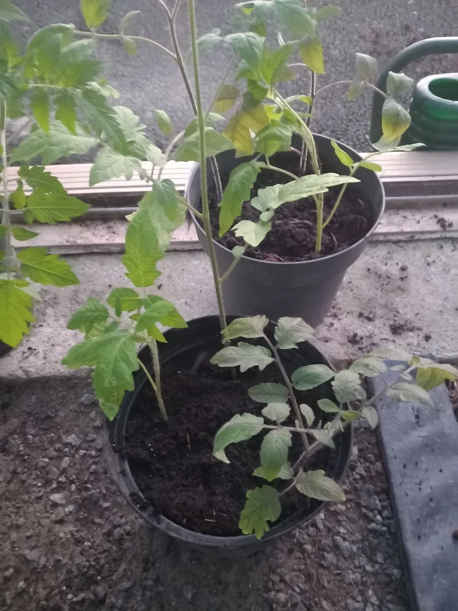 Tomatoe strawberry plants - Image 4