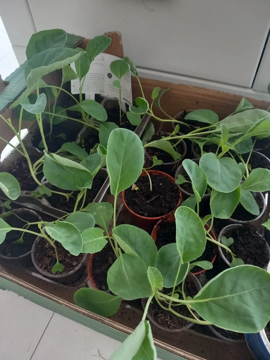 Tomatoe strawberry plants - Image 2