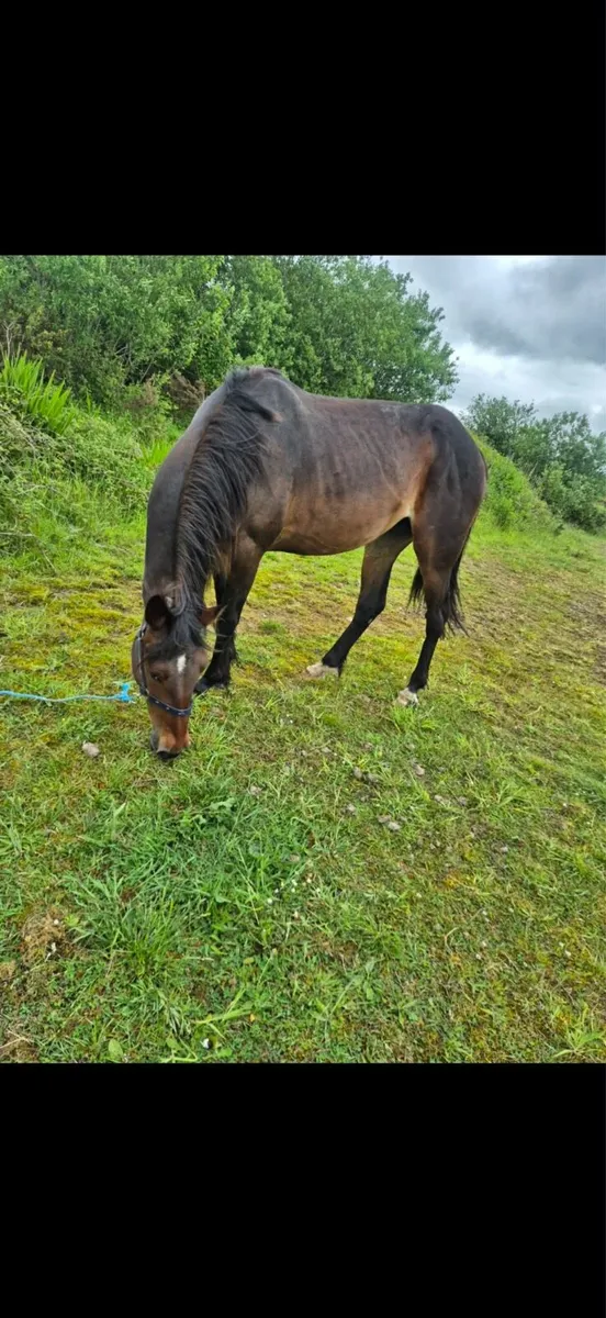 Horse - Image 1