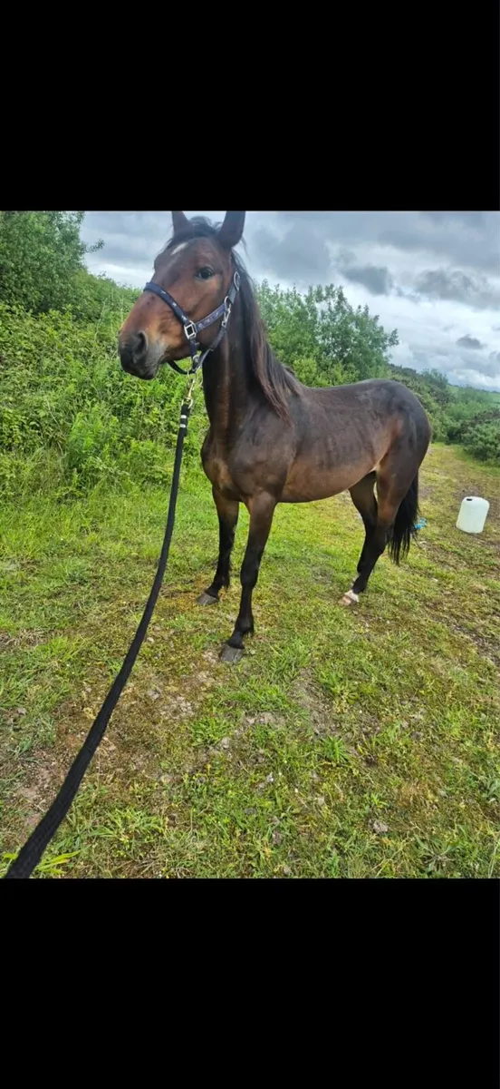 Horse - Image 2