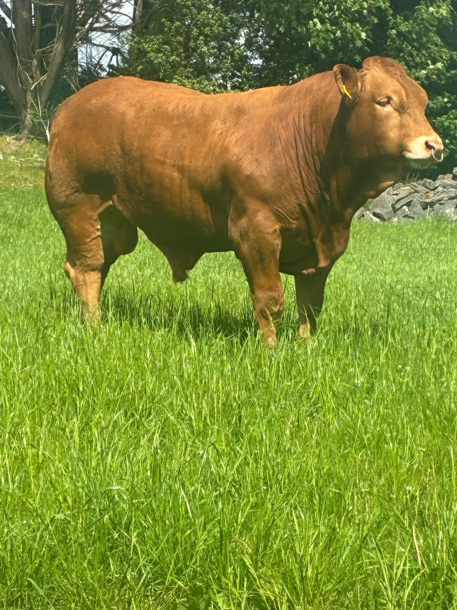 Limousin Bull - Image 2