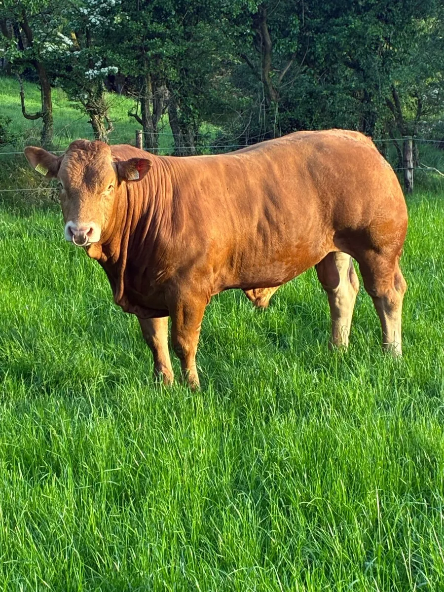 Limousin Bull - Image 1