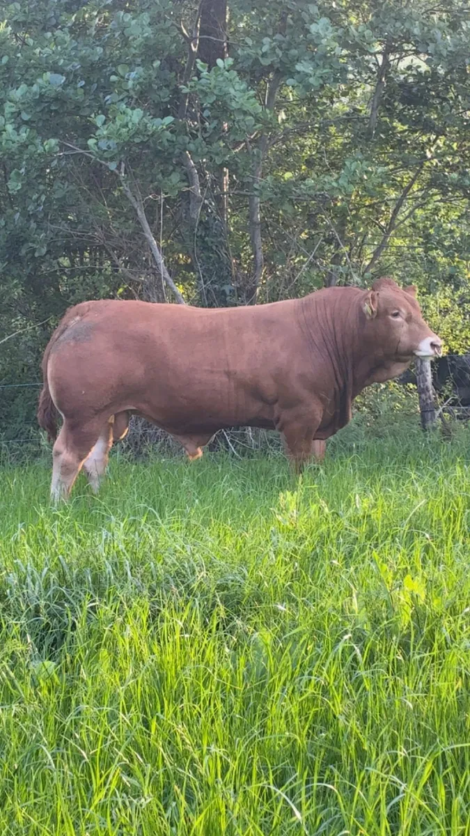 Limousin Bull - Image 4