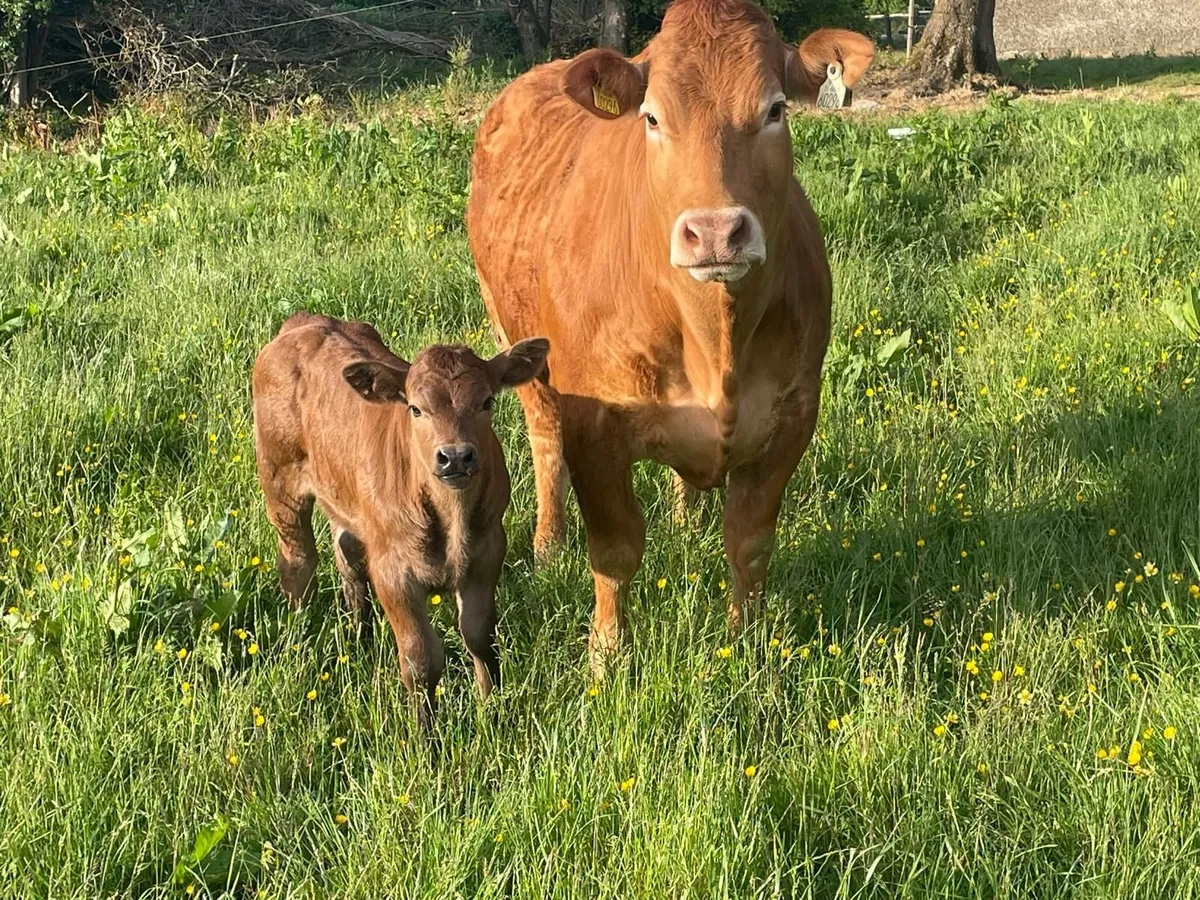 Livestock - Image 4