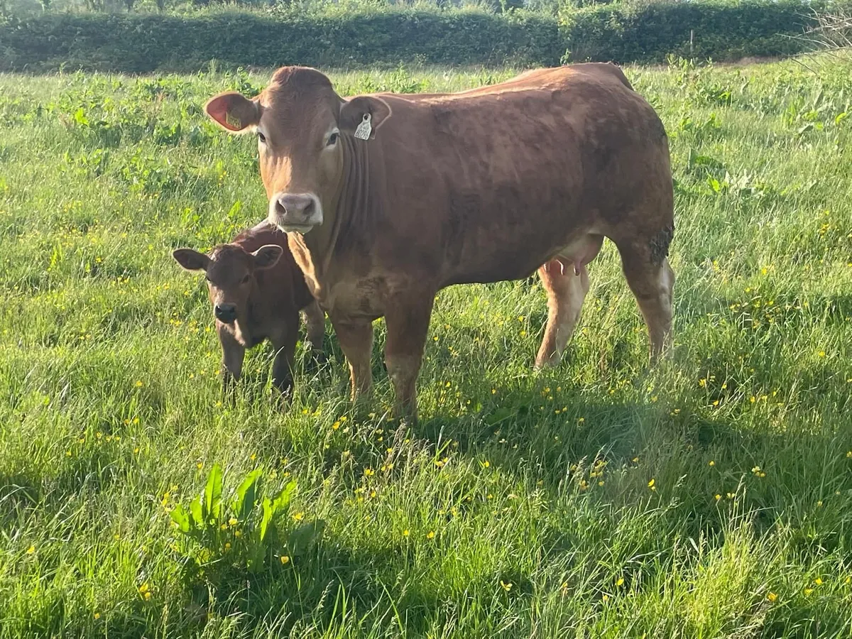 Livestock - Image 3