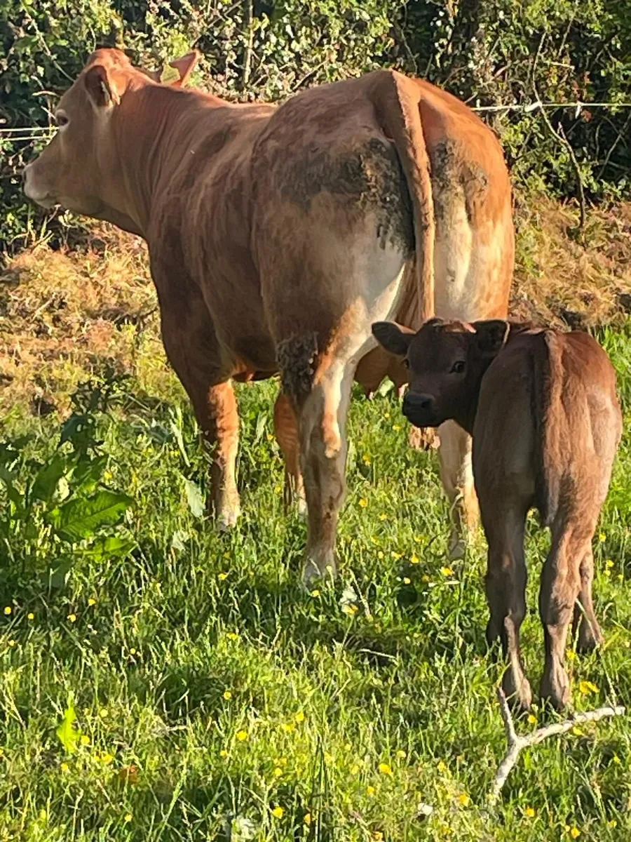 Livestock - Image 2