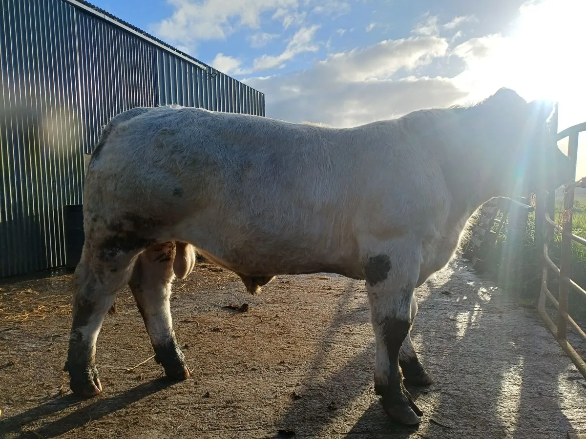 PBR CHAROLAIS BULL - Image 4