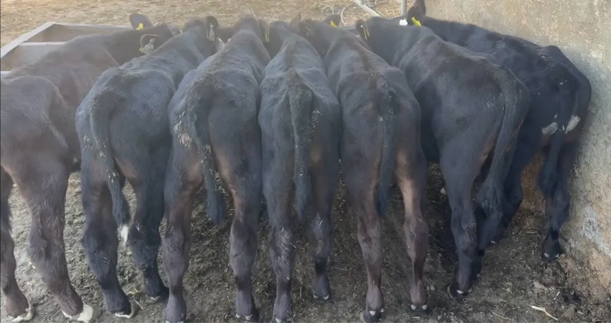 8 AA bulls calves - Image 2