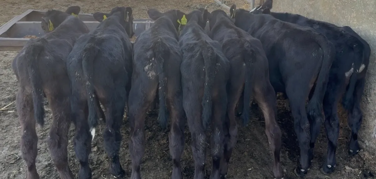 8 AA bulls calves - Image 3