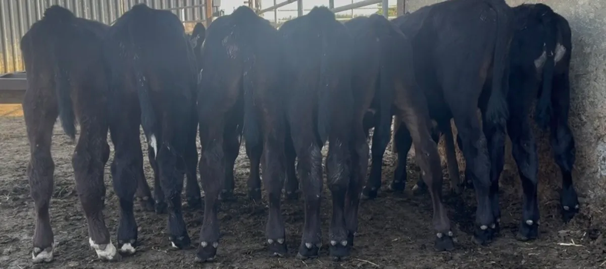 8 AA bulls calves - Image 4