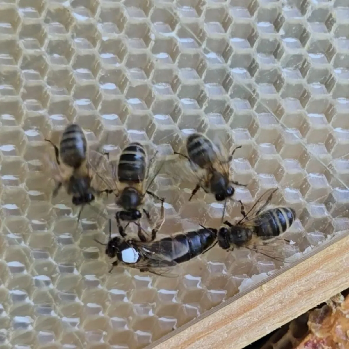 Bees - Image 1