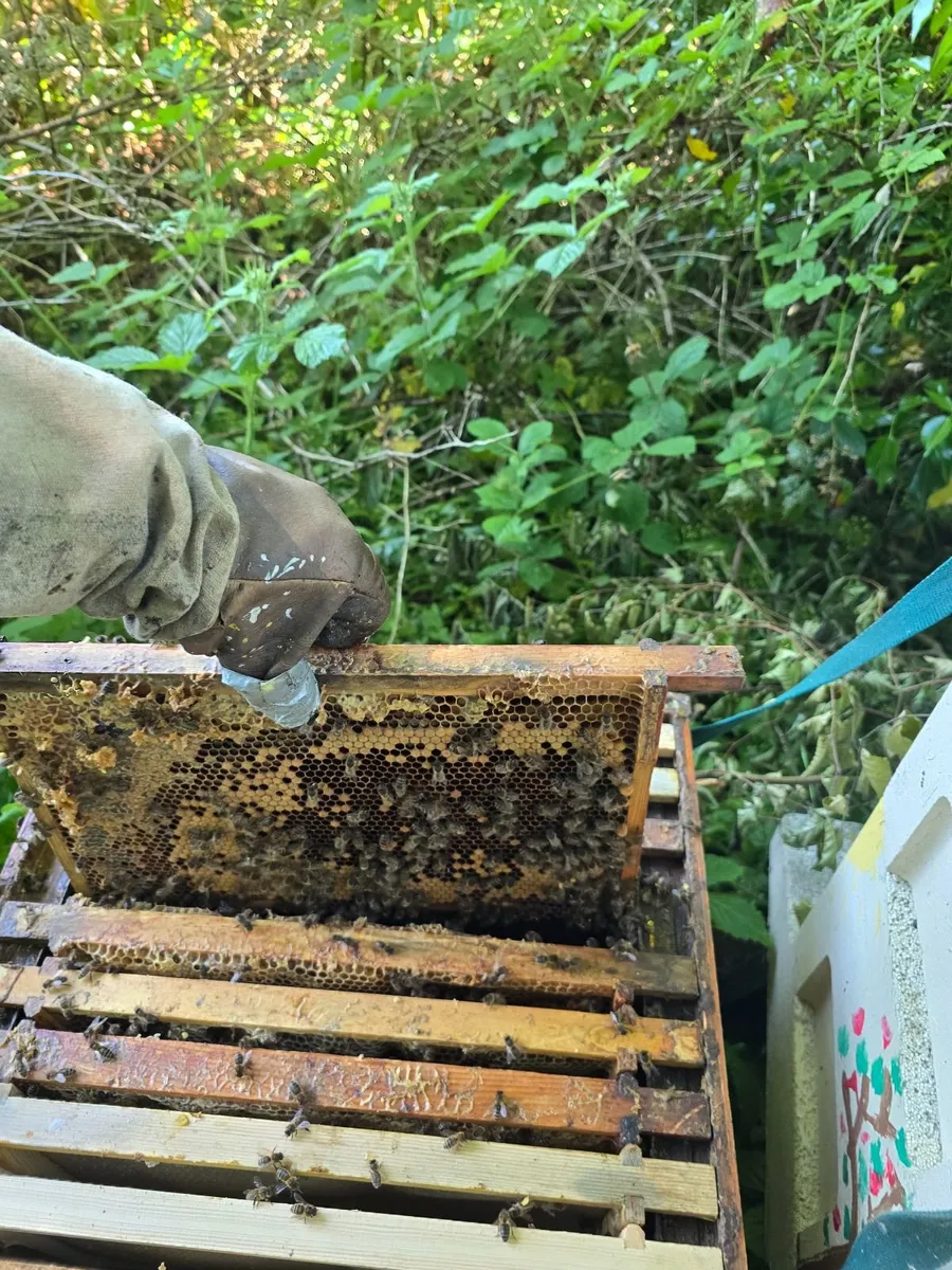 Bees - Image 2
