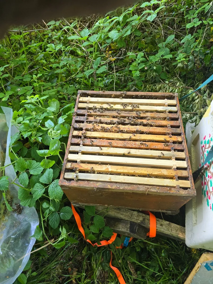 Bees - Image 3