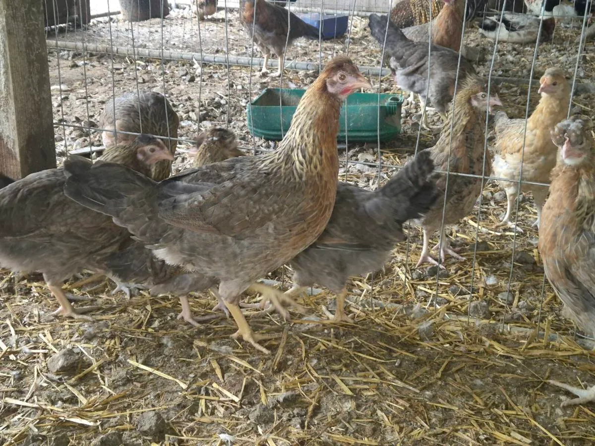 Laying hens and ducks - Image 1