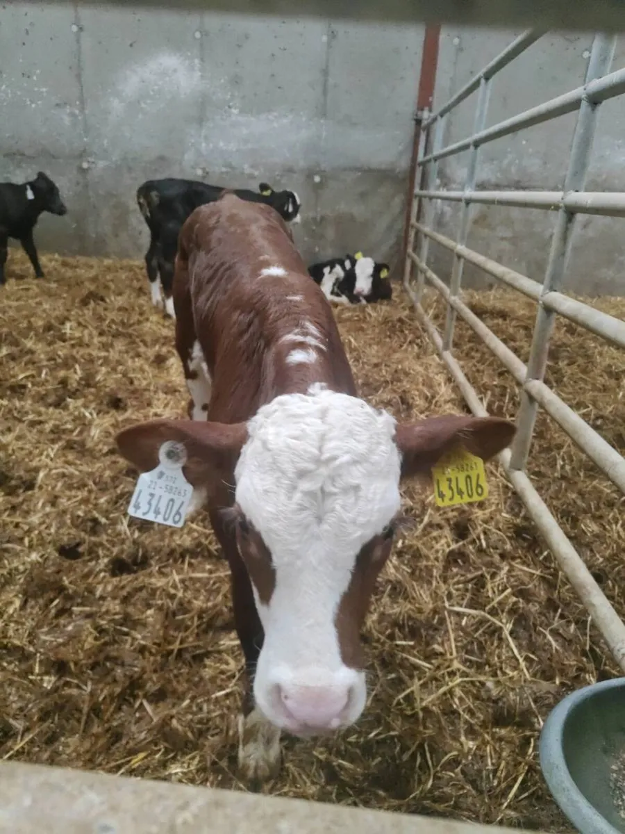 Calves - Image 1