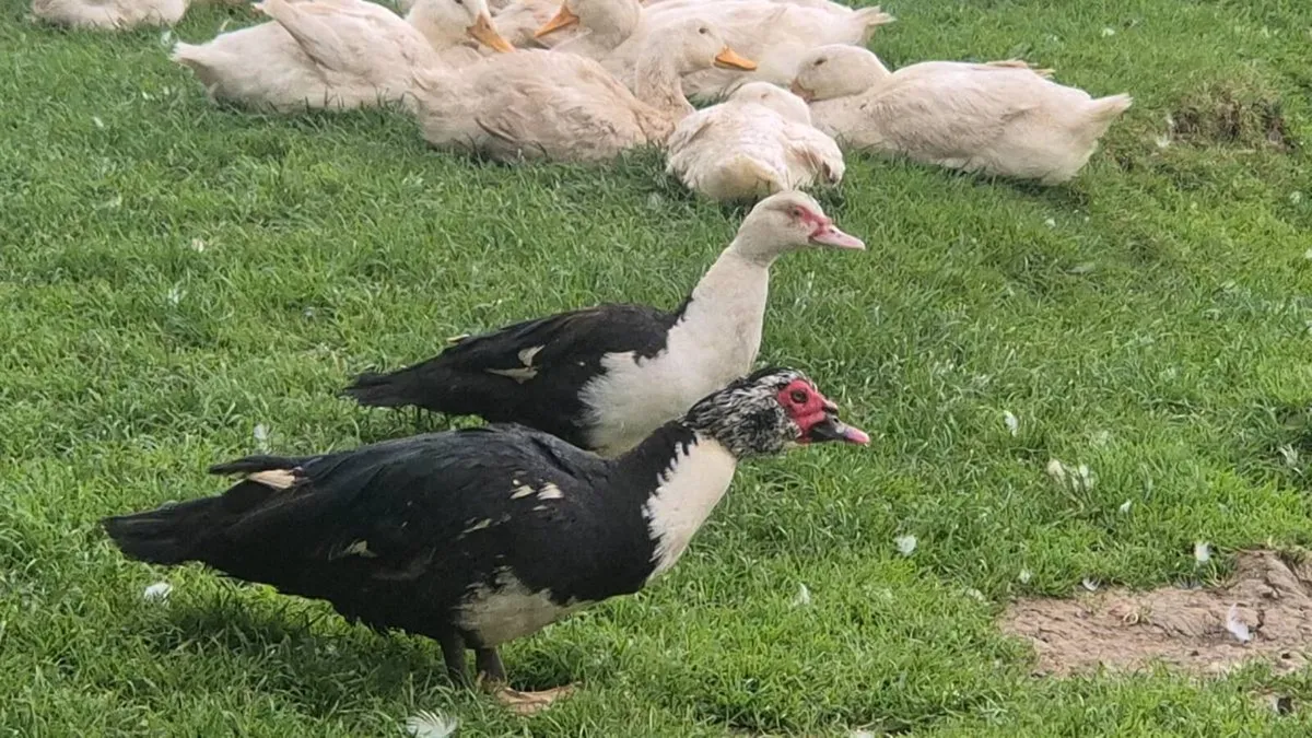 Laying hens and ducks - Image 4