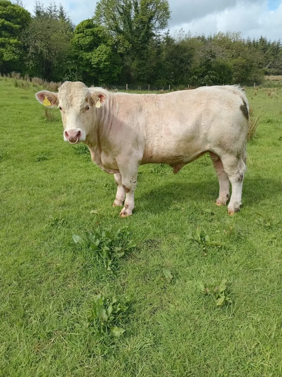 Charlois bull - Image 1